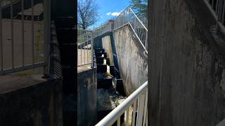 Fish Ladder At Grand Ledge Dam  Michigan [upl. by Onifur]