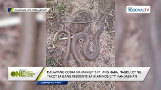 One North Central Luzon 2 cobra na mahigit 5ft ang haba nagdulot ng takot sa ilang residente [upl. by Tamiko]