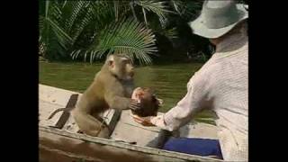 Monkeys trained to pick coconuts [upl. by Maxma]