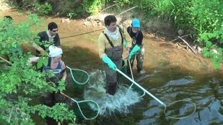 Pêche électrique dans le Morvan [upl. by Hcurab]