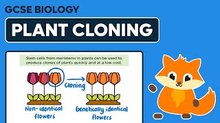 Plant Cloning  GCSE Biology [upl. by Meghan]