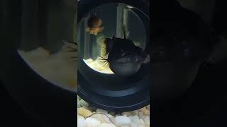 Gulper Catfish Eats His Friend 😱 [upl. by Oal517]