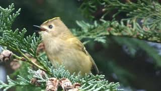 Singing Goldcrest in Fir Tree at Wentworth Gardens [upl. by Aicert]