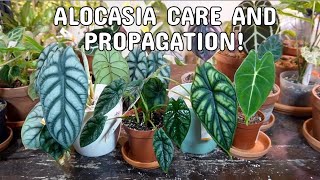 ALOCASIA CARE  Dormancy Propagation By DivisionBulbs With Results And Plant Care [upl. by Telrahc213]