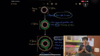 Class 12th oogenesis  Human Reproduction [upl. by Brinkema]