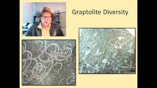 What are Fossil Graptolites and why are they useful in geology [upl. by Olaf124]