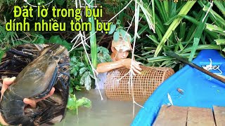 Bí quyết Đặt lờ tôm  Đặt lờ trong mấy bụi cây dính nhiều tôm  Bông lúa MT [upl. by Sisxela]