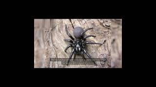 Sydney Funnel Web Spider [upl. by Ayotahs]