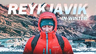 REYKJAVIK ICELAND  FREE THINGS To See  Whale Watching in December Winter Travel [upl. by Fernas]