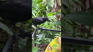 The puzzling behavior of two crows85 crows shorts funny birds [upl. by Mathew330]