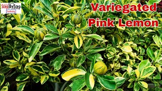 Variegated Pink Lemon tree careHow to grow and care Lemon plant [upl. by Adnahsar746]