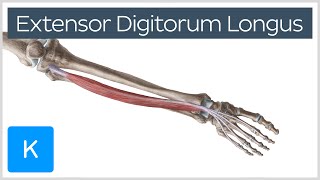 Extensor Digitorum Longus Muscle  Origins amp Function  Human Anatomy  Kenhub [upl. by Lorn]