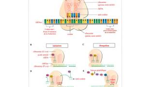 La traduction  mécanisme P9C3 séquence 32 [upl. by Einahpats640]