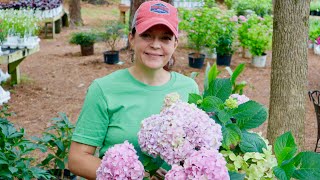 My Two Favorite Flowering Shrubs  Gardening with Creekside [upl. by Oniotna]