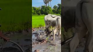 301k cow wow plow 4kvideo 4k किसान हल गाय [upl. by Cochran]