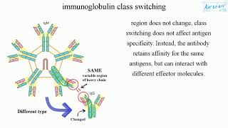 immunoglobulin class switching English  Medical terminology for medical students [upl. by Max504]