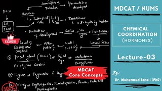 The Gonads Ovaries and Testes  Endocrine System  Biology Lecture Series [upl. by Joan350]