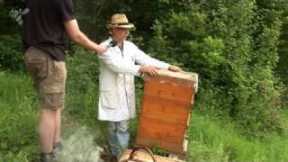 Bee in contact Videopodcast  Aufbau eines Bienenvolkes mit der Einfachbeute [upl. by Anowahs263]