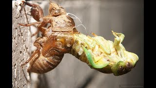 CIGARRAS CHICHARRASCOYUYOS CHIQUILICHIS TOCOCOS CÍCADAS O quotÑAKYRAquot LOS CICÁDIDOS Cicadidae [upl. by Alaj]