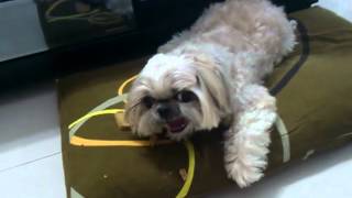 Sassy the psychotic Shih Tzu [upl. by Atiral]