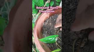 Betel Leaf Plant Propagation betelleaf plants propagation shorts [upl. by Alemap]