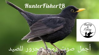 صوت الشحرور ثلاث أصوات للصيد Commun Blackbird Hunting Sound Turdus Merula [upl. by Miran491]