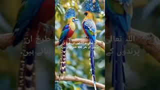 Time Date September222024NewShortsbirds animalsnewvideo [upl. by Cott171]