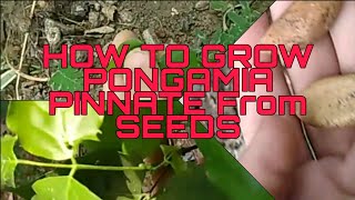 How to grow karanj papdi  pongamia pinnate [upl. by Odele]