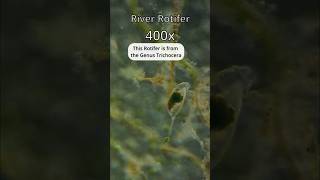 River Rotifer Business [upl. by Nekal]