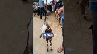 Ajmer bakra Mandi Covered with price 🤯 shorts bakramandi youtubeshorts [upl. by Nosredneh322]