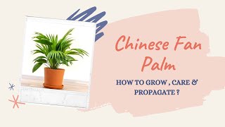 CHINESE FAN PALM  LIVISTONA CHINENSIS CARE AND PROPAGATION GUIDE  BLOOMING BEE [upl. by Anehsat]