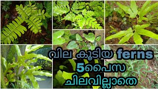 HOW TO COLLECT FERNS FOR FREE AND GROW THEM Malayalam  INDOOR AND OUTDOOR FERNS [upl. by Linzer]