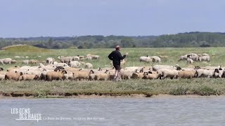 Les agneaux des prés salés une transhumance au rythme des marées [upl. by Suelo]