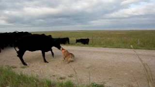 Red Heeler quotBearquot working cattle with stockdogs [upl. by Dorrahs74]