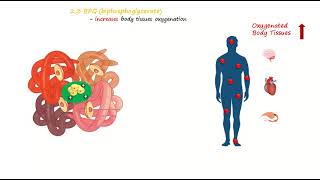 Biphosphoglycerate or diphosphoglycerate cycle in Red Blood Cell [upl. by Shig192]