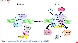 Reactive Oxygen Species [upl. by Everick768]