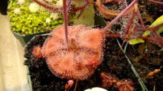 Drosera burmannii HumptyDoo quotRedquot  Sundew Carnivorous Plant [upl. by Matias]