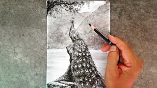 A peacock landscape scenery drawing with pencil step by step [upl. by Lib]