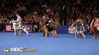 National Dog Show 2023 Best in Show Full Judging  NBC Sports [upl. by Werbel]