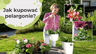 Jak kupować pelargonie Na co należy zwracać uwagę przed zakupem pelargonii [upl. by Nillok]