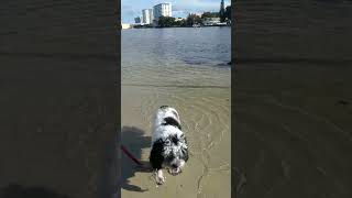 Shihpoo first steps in the water at the shore shihpoopuppy puppy cute pets [upl. by Idak757]