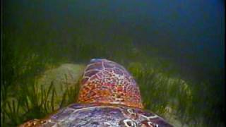 The Traveling Turtle  Loggerhead Sea Turtle Critter Cam [upl. by Thaddaus]