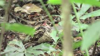 The Endemic Philippine Nightjar Roosting for the Day [upl. by Heber]