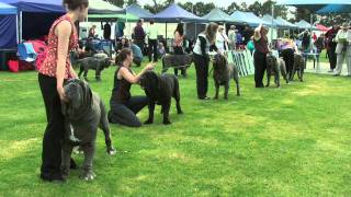 Association of All Mastiff Breeds of Victoria  9th Championship Show  Highlights [upl. by Engen]