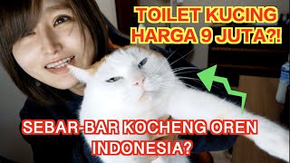 KOCHENG OREN JEPANG SEBARBAR KUCING INDONESIA [upl. by Spence]