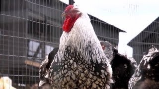 Silver Laced Wyandottes  Farm Raised With P Allen Smith [upl. by Asit915]