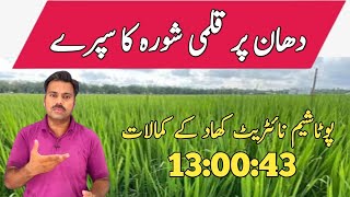 Potassium nitrate قلمی شورا foliar spray and its benefits in rice crop  Abid Ali Agrarian [upl. by Reckford]