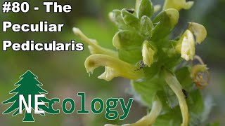 NEcology 80  The Peculiar Pedicularis [upl. by Ahsanat103]