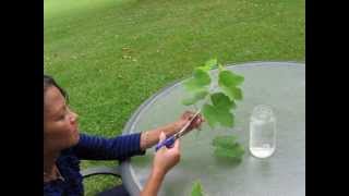 Lets Grow Grape Vines from Cuttings [upl. by Nelo]