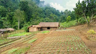 FULL VIDEO 60 days Restore amp Build Abandoned Farm Free  Growing  Harvesting [upl. by Ennayram970]